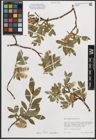 Foto von Salix phylicifolia L.